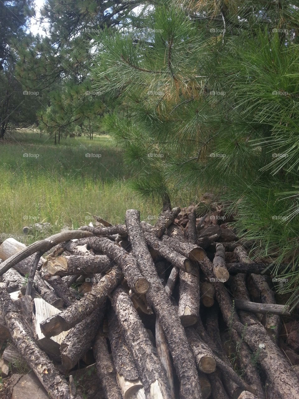 Pine wood pile