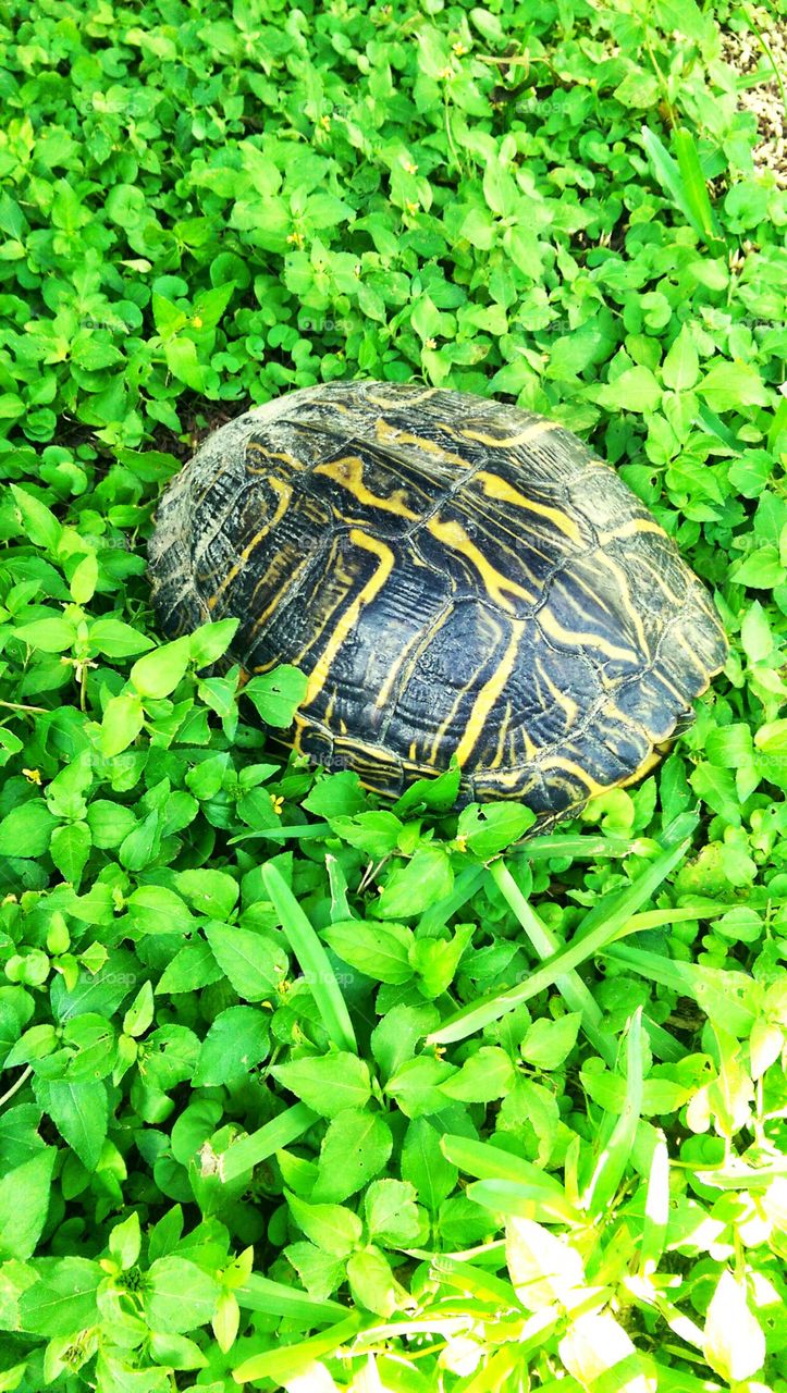 Turtle Shell!. Found this turtle in my backyard on world turtle day!