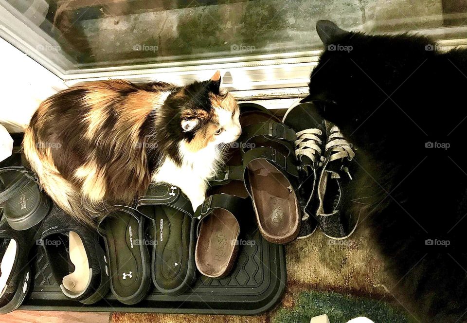 These cats like to sit on a pile of shoes!