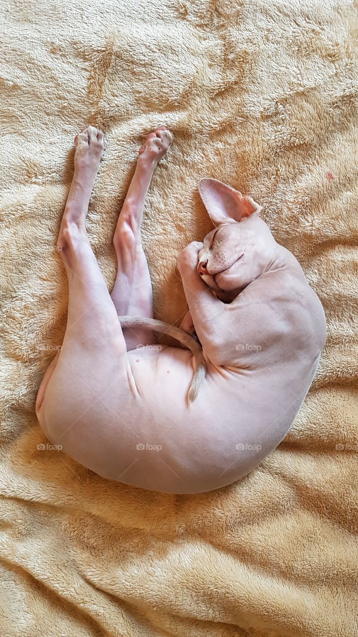 сфинкс котик спит устал много прыгал и скакал