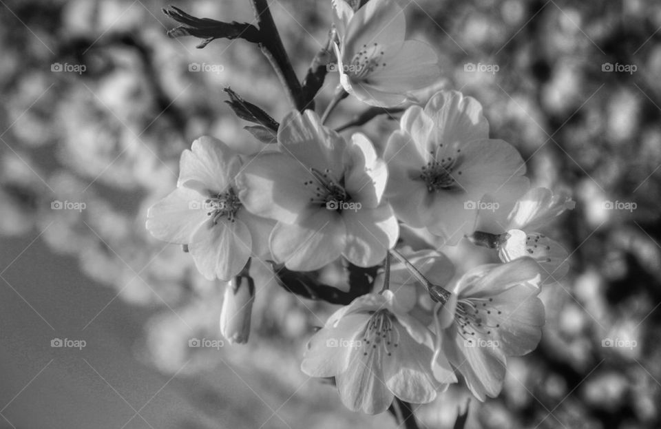 Cherry Blossom Black and White