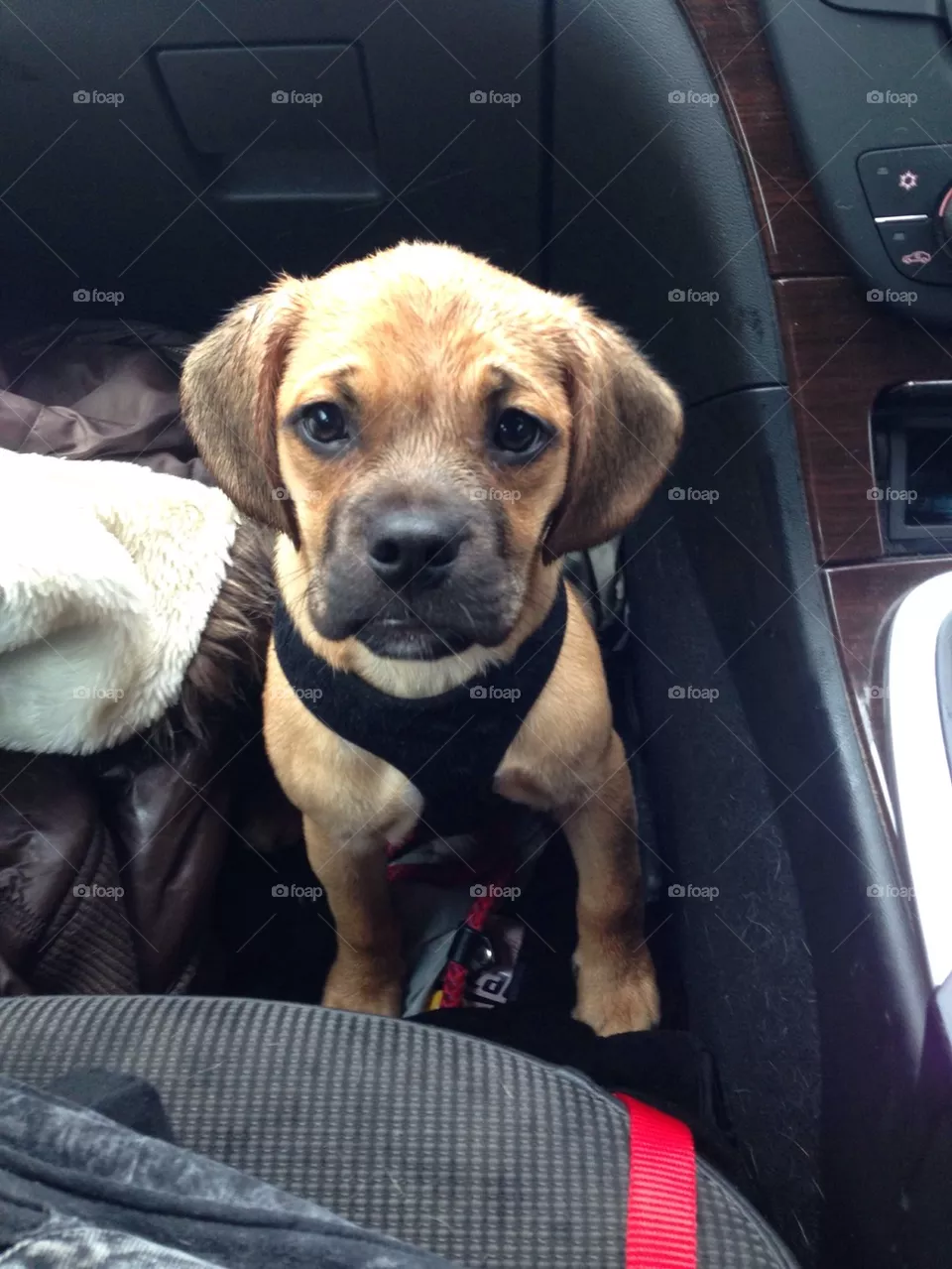 Cute pup