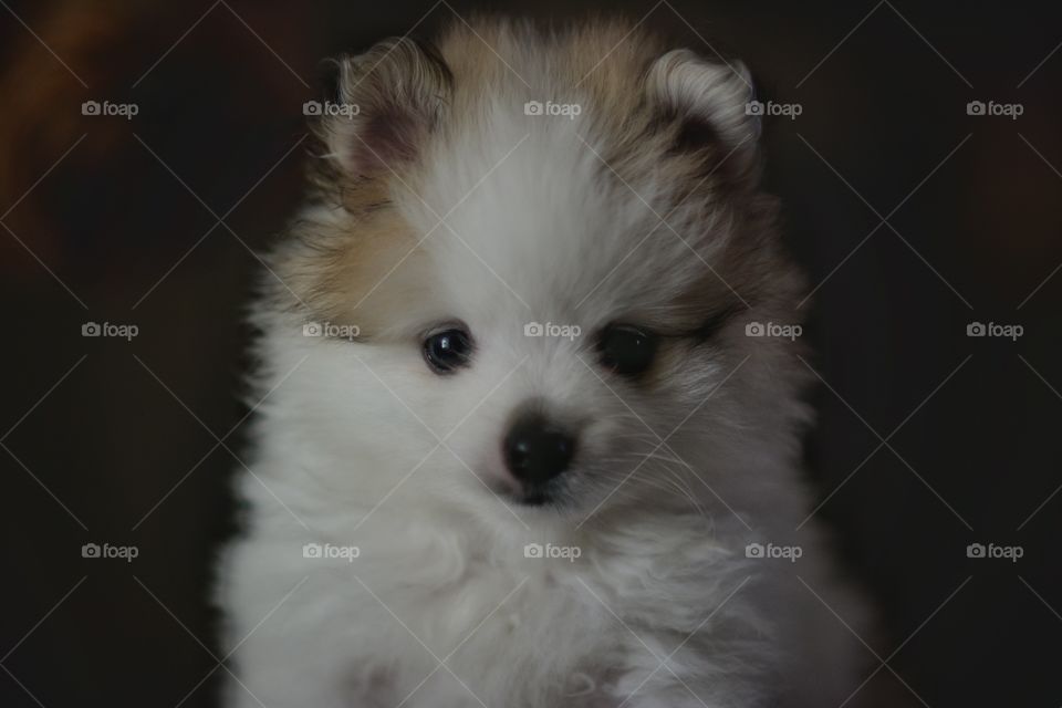 Fluffy White Pomeranian Puppy