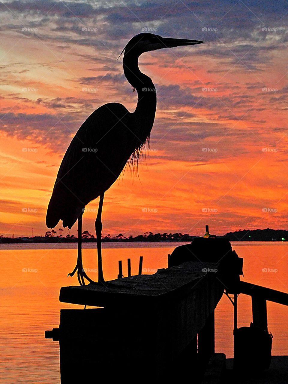  Vertical pose - Great Blue Heron whether poised on a dock, at a river bend or cruising the coastline with slow, deep wingbeats, the Great Blue Heron is a majestic sight. 