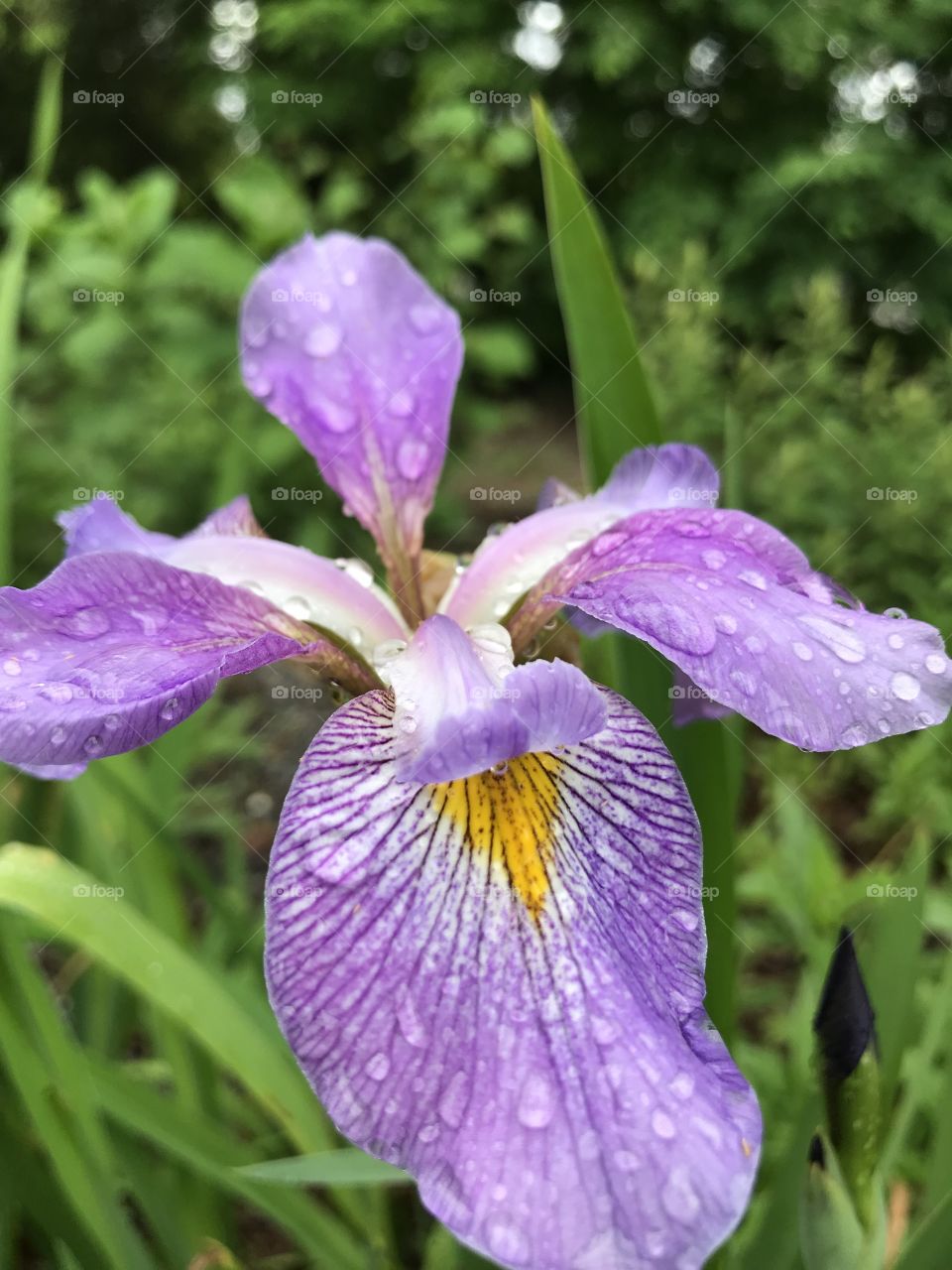 Close up of rain drops on purple flower near a community garden in Brevard, NC