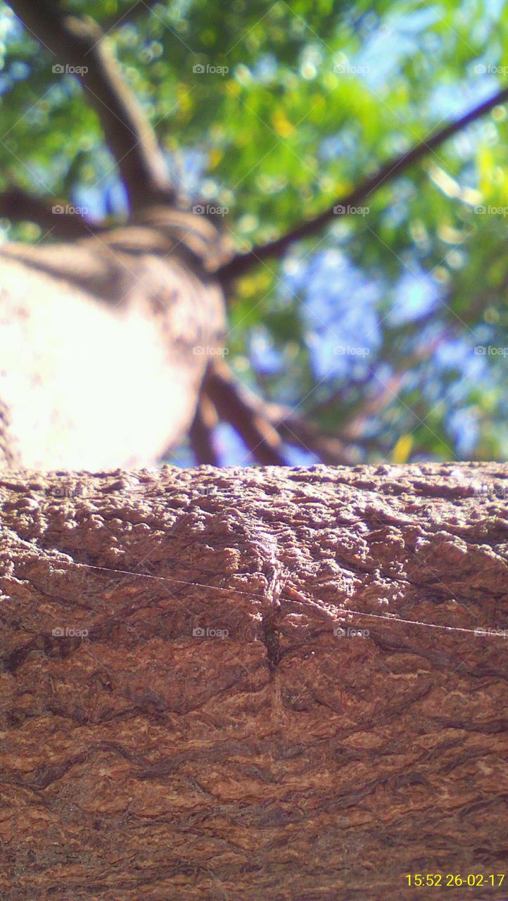 an unimagined view of the hard branch of a tree captured with close focus