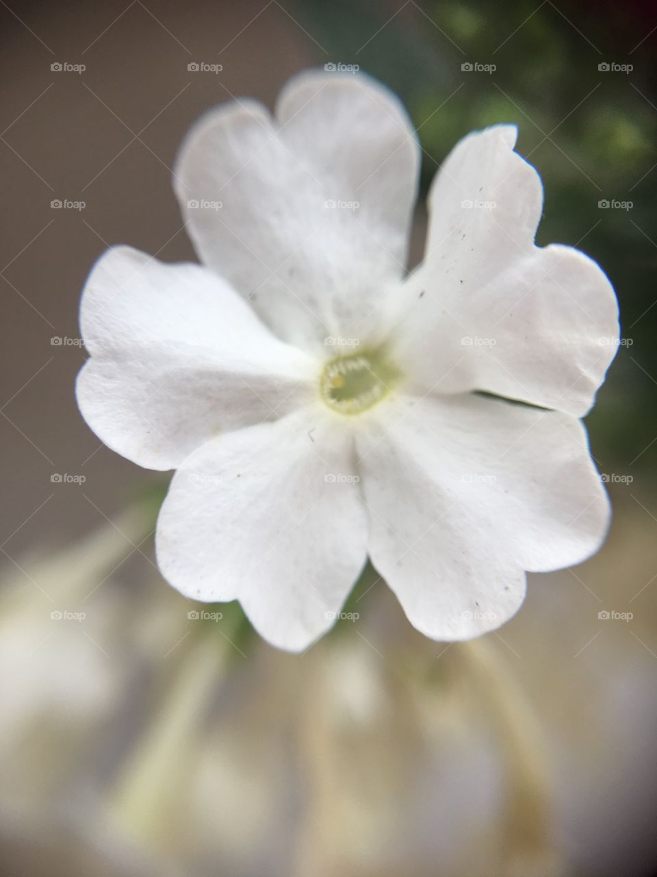 Simple tiny white flower