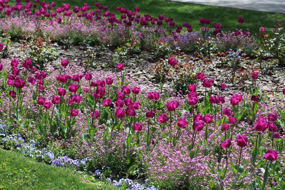 Tulips