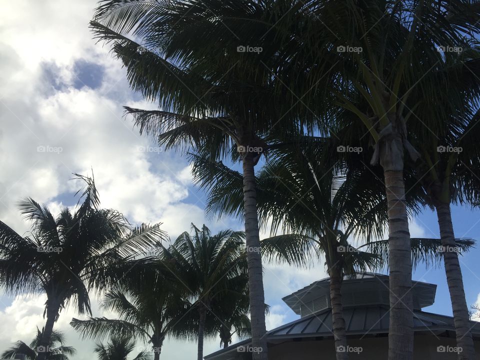 Breezy palm trees 