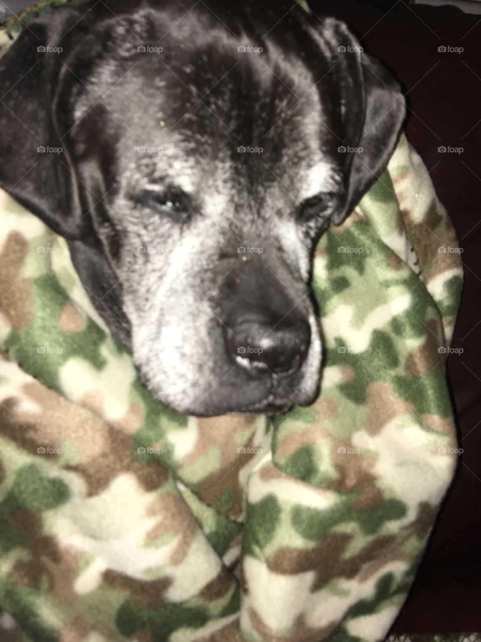 Kwanita my boxer/lab mix is wrapped up in daddy’s camouflage lap blanket. Sleepy girl!