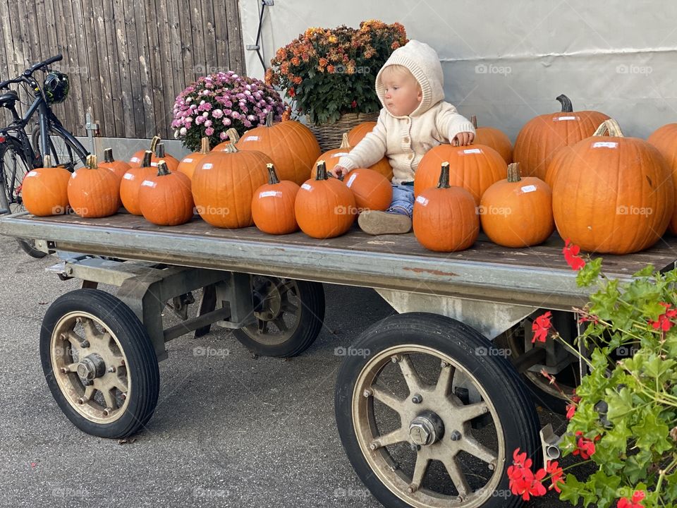 little boy sitting among pumpkins on a wooden cart, pumpkin, halloween, autumn flowers, autumn