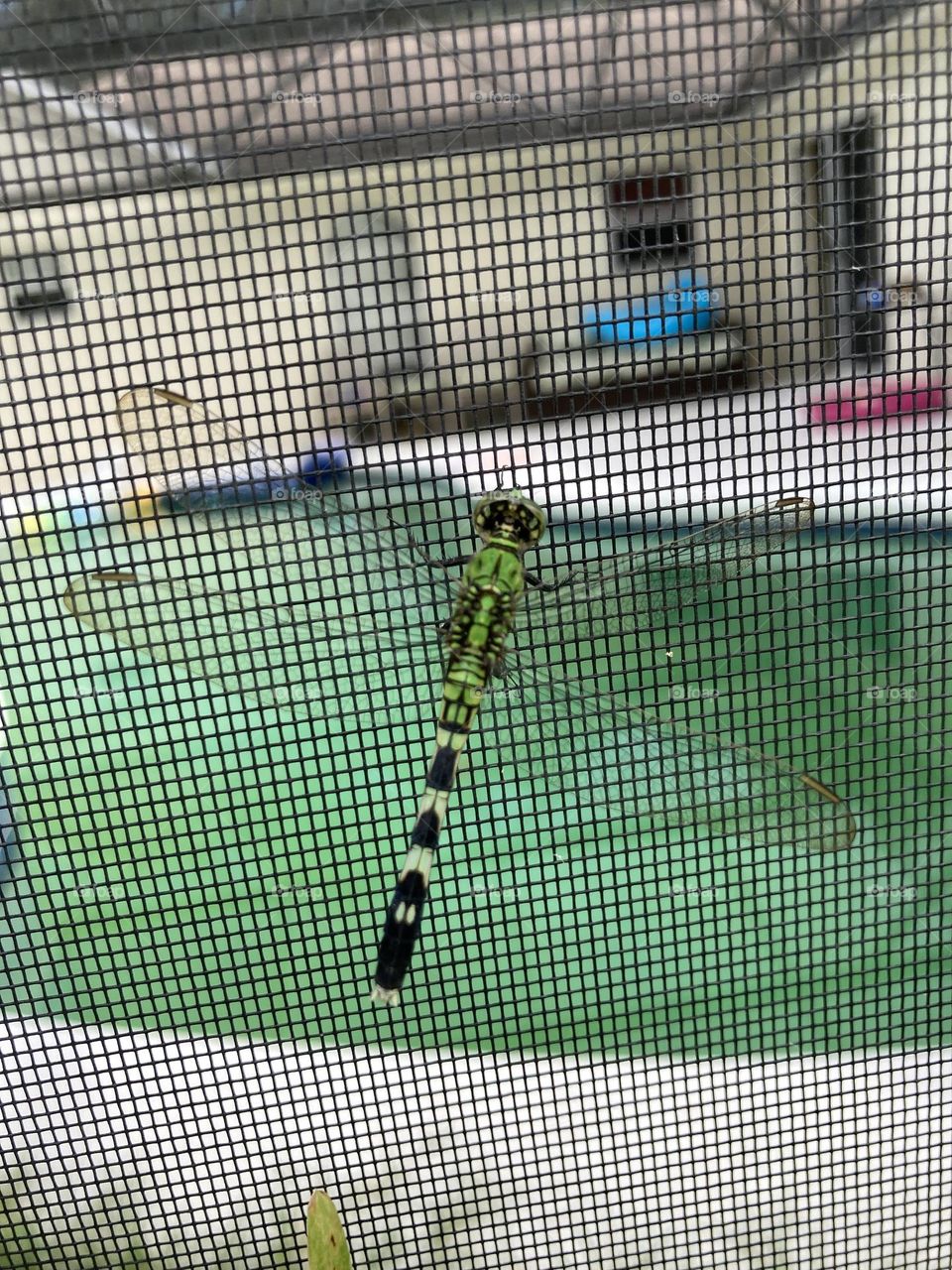 Dragonfly on screen