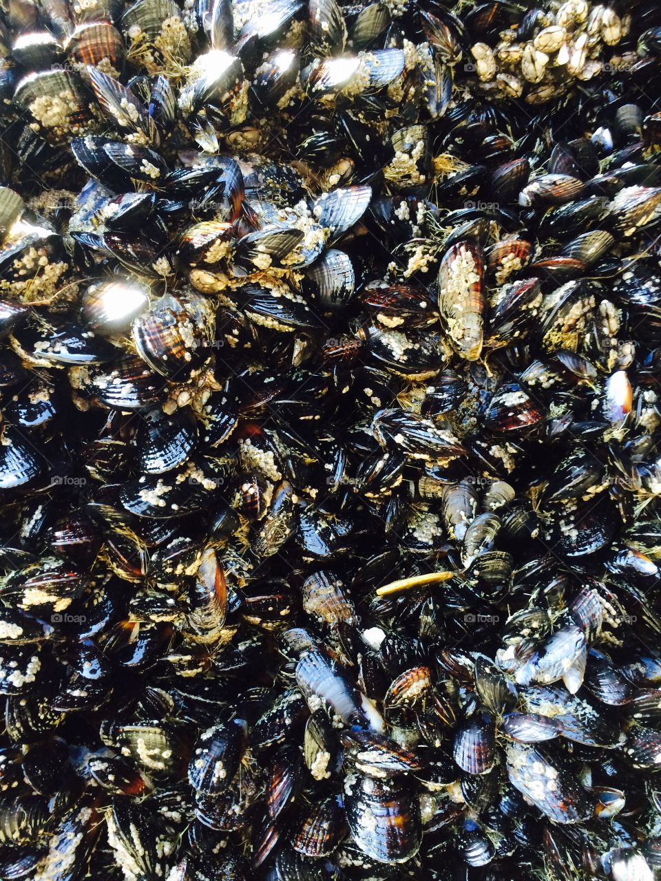 Mussel beach :)