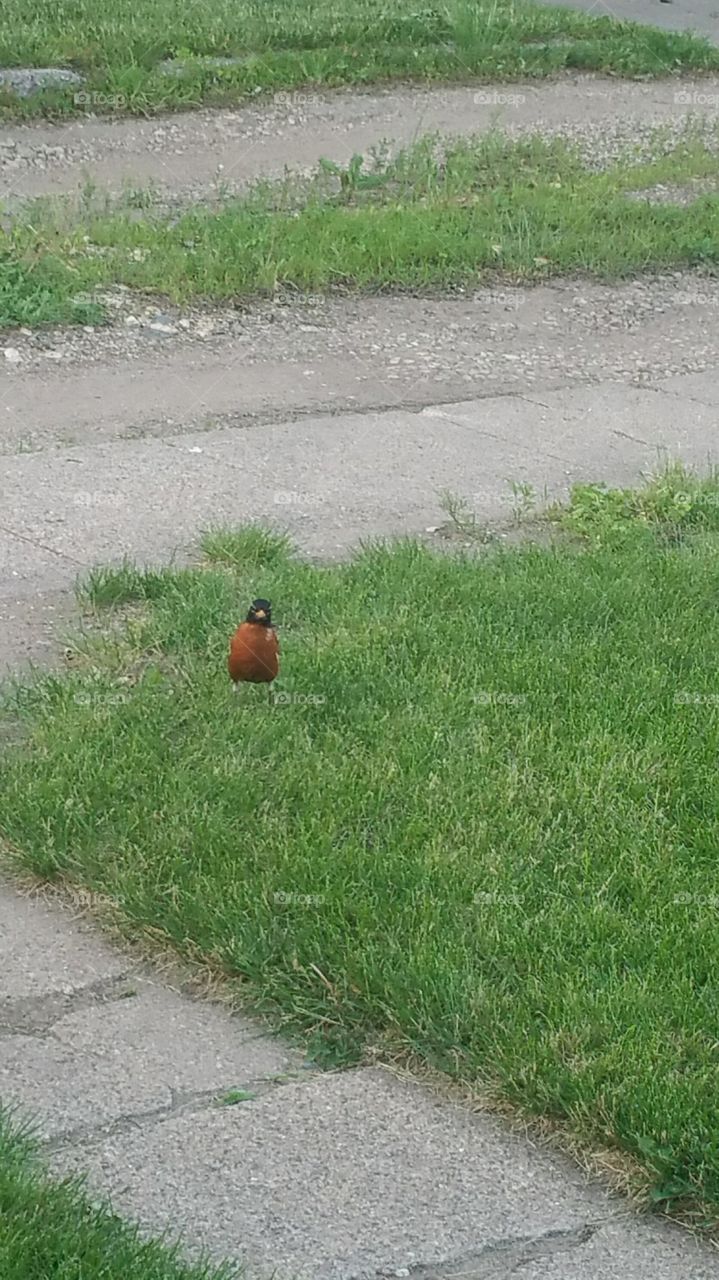 Robin won't stop staring