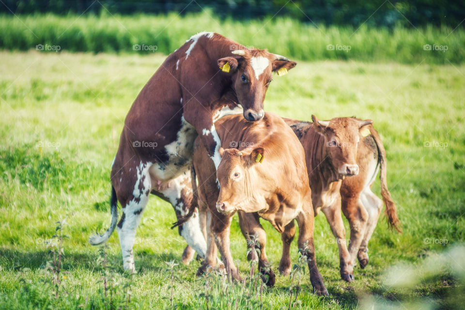 Playful cows