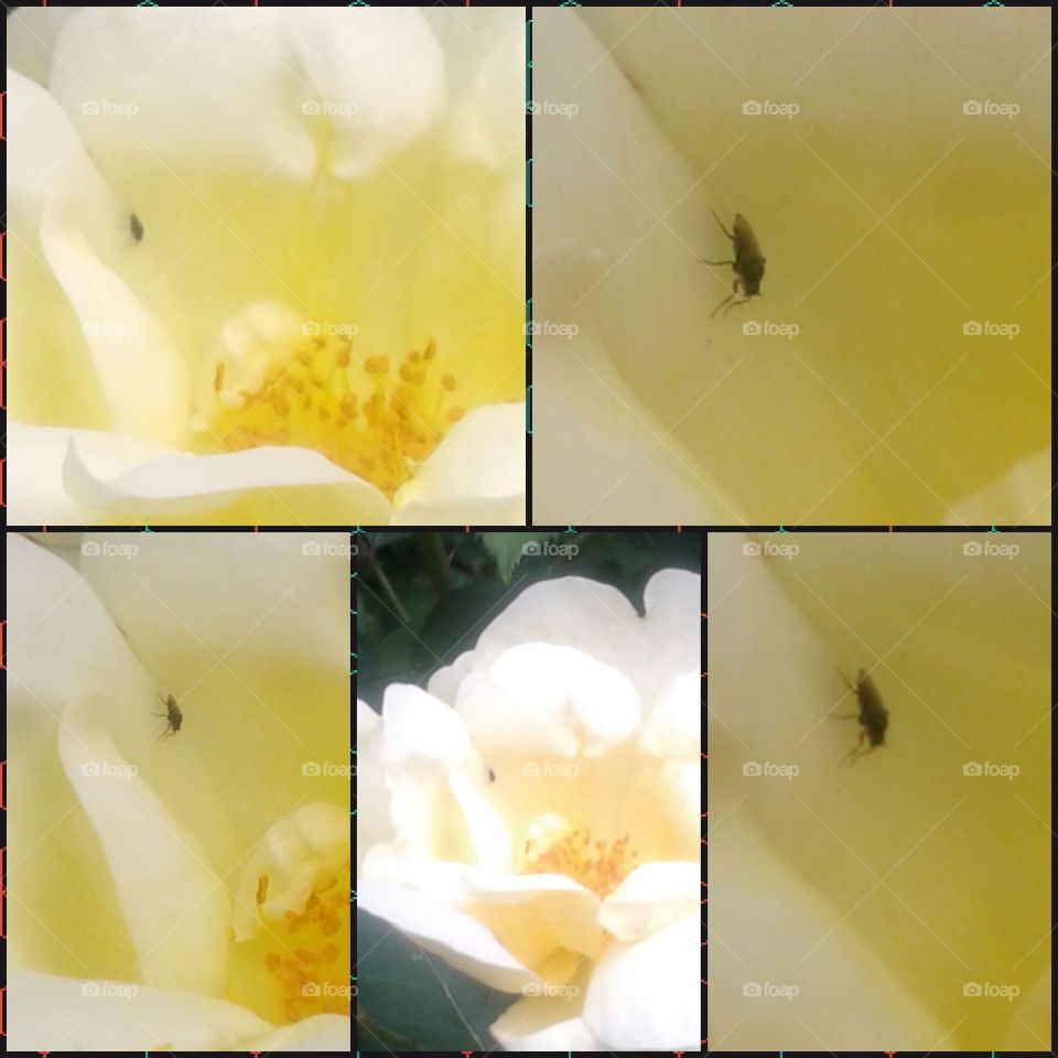 bug on a rose
