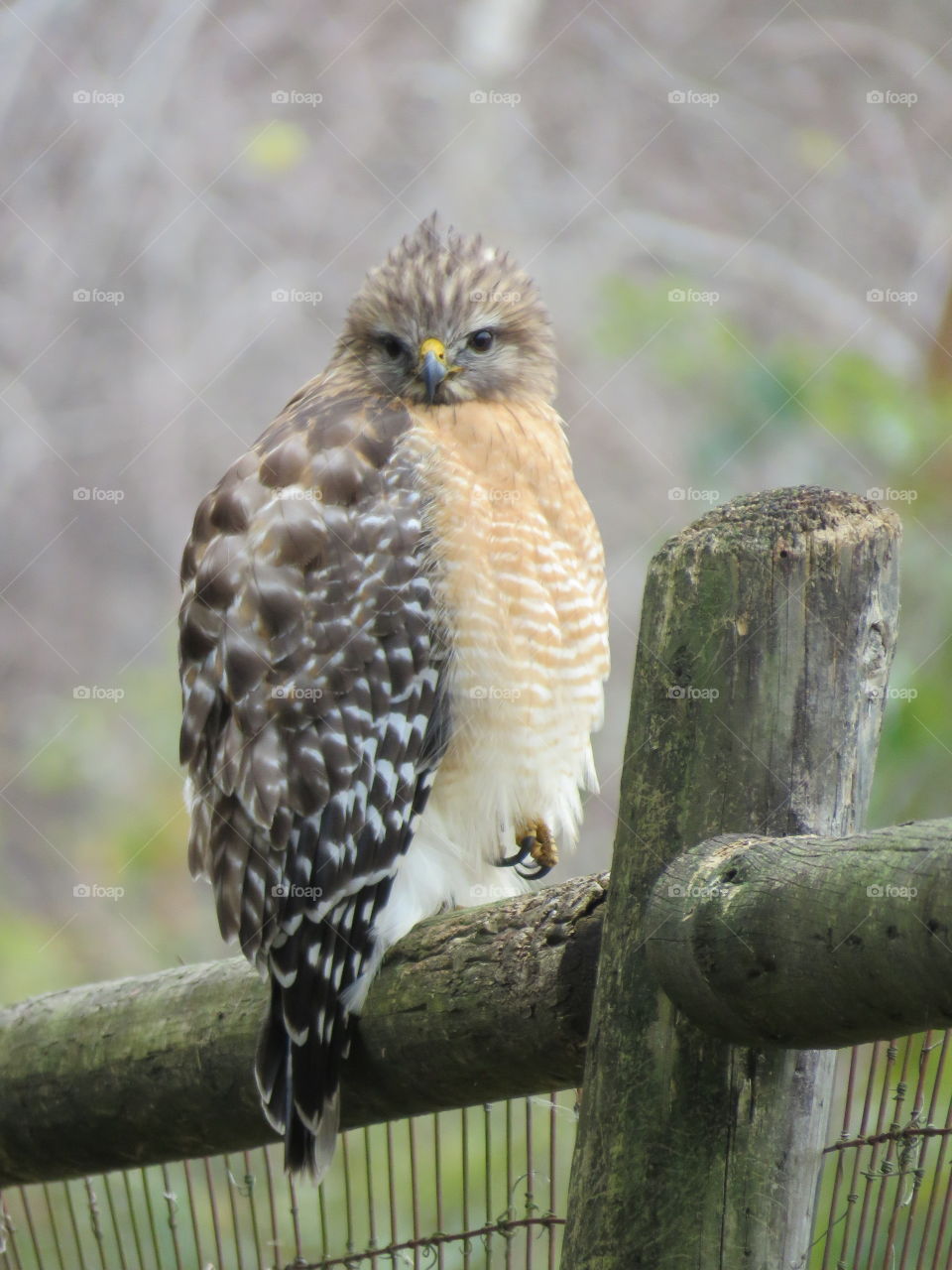 Young red-shouldered hawk