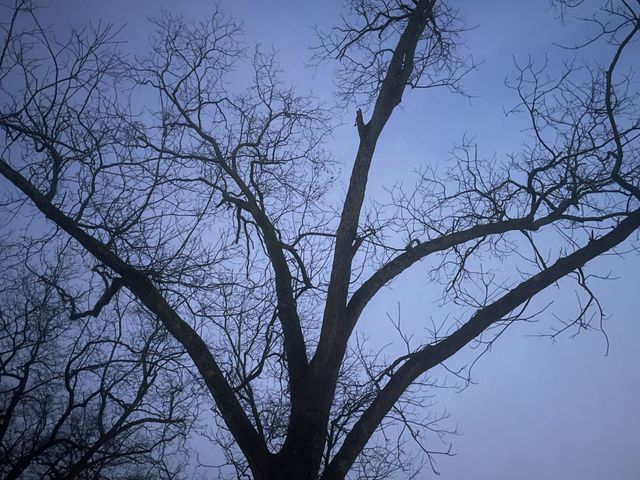 Dead tree