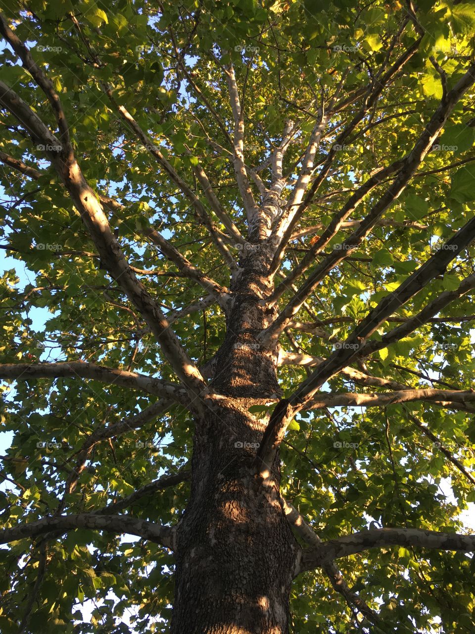 Looking up a tree trunk