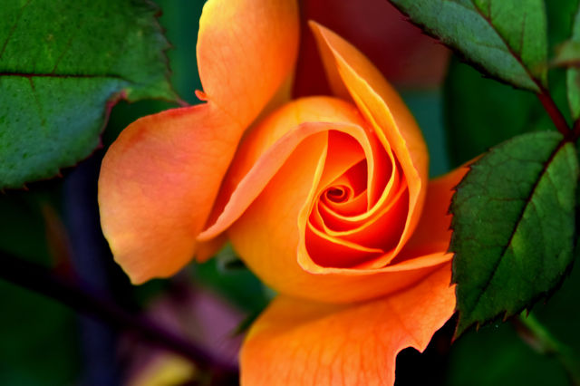 Close up peach rose