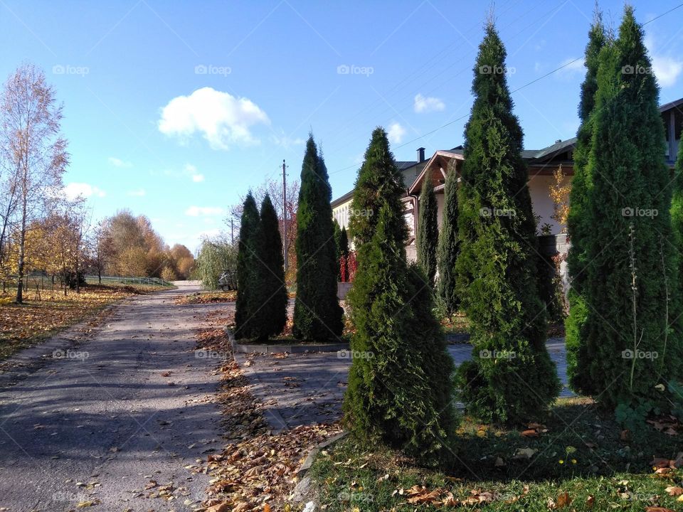 urban plants