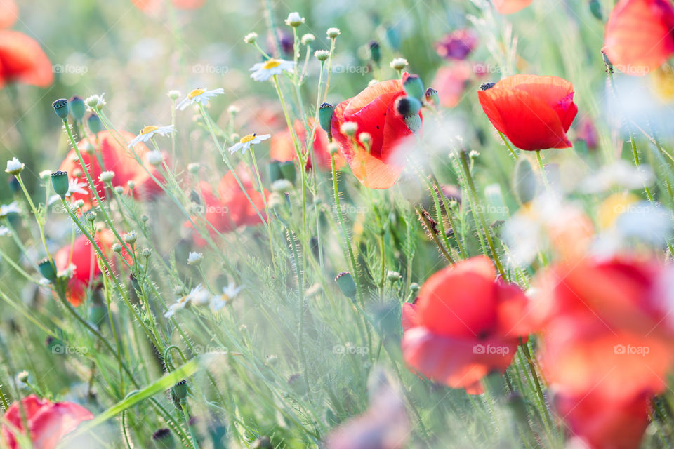 Poppies flowers and other plants in the field. Flowery meadow flooded by sunlight in the summer