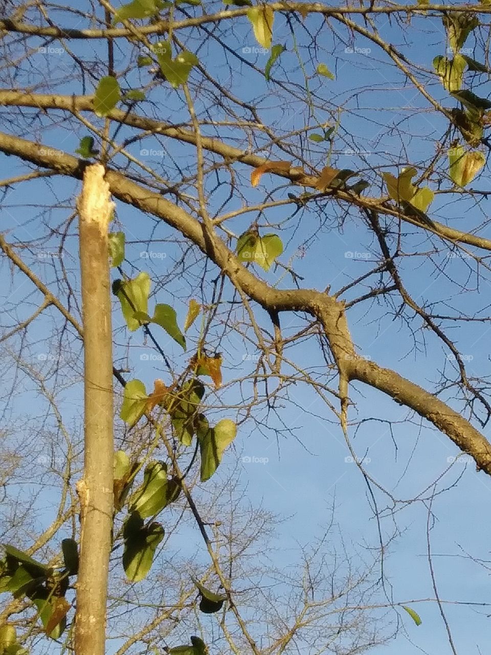 vine in the branches of a tree