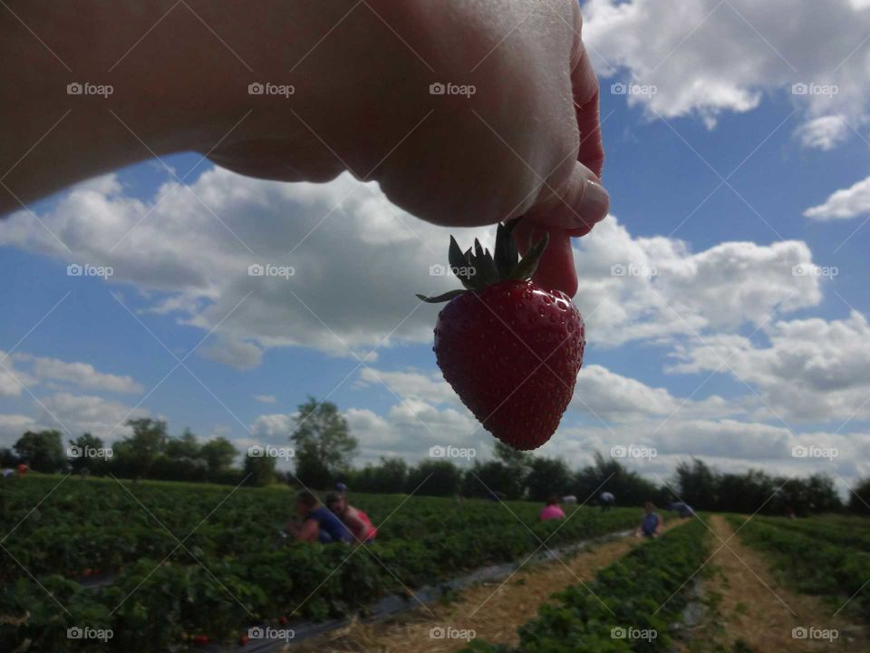 landscape and strawberry