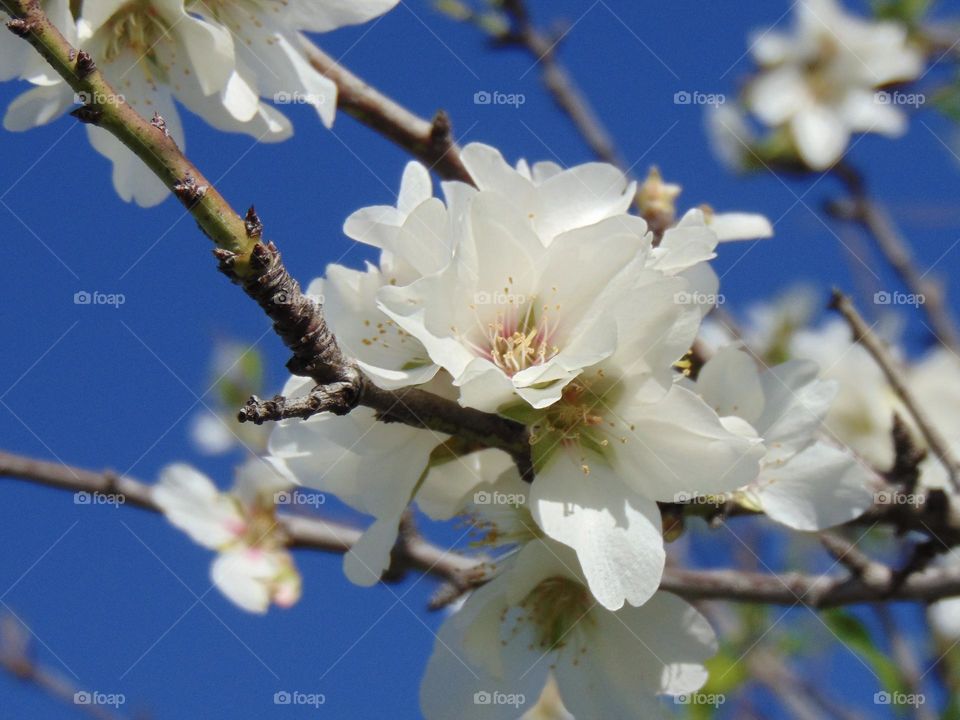 Almond blossom at springtime 