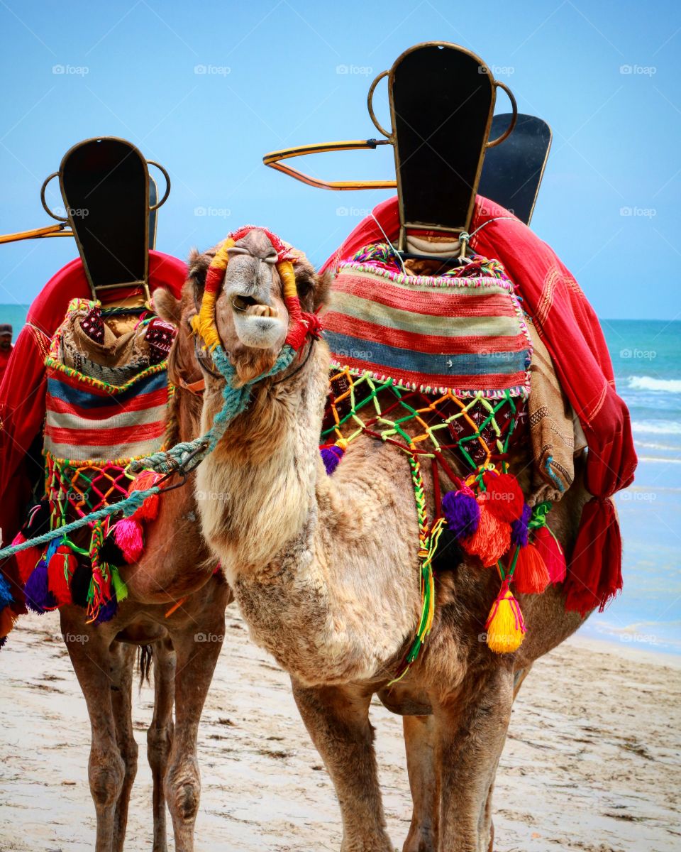 A camel on the beach in Djerba, Tunisia