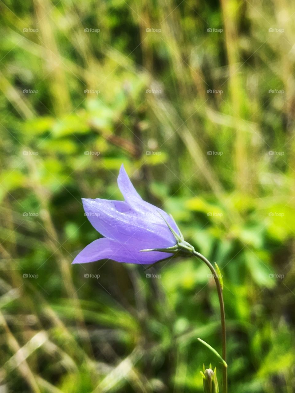 Bluebell 