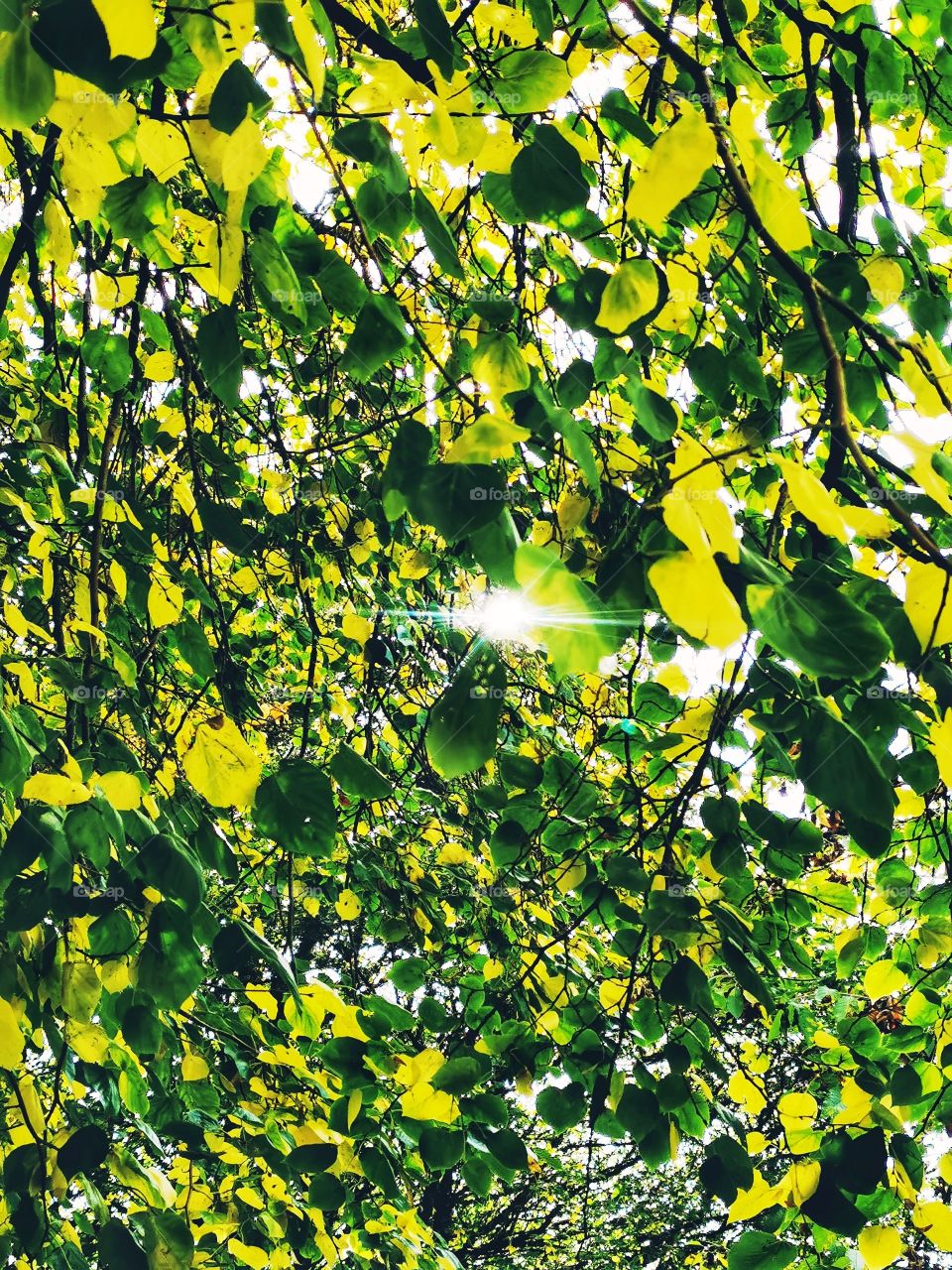Autumn sun through the leaves