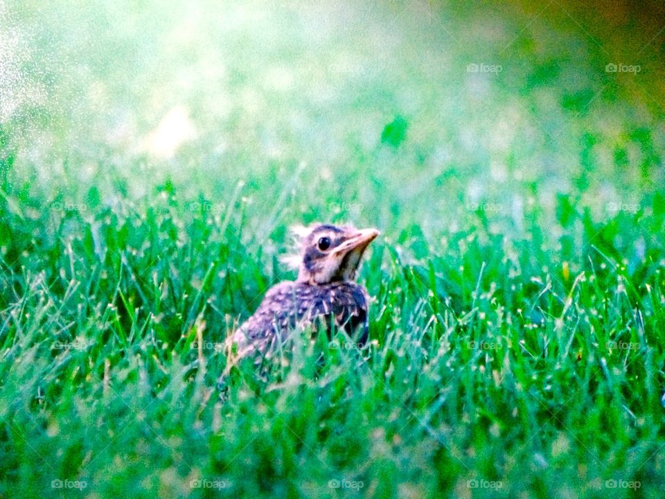 Baby Robin 