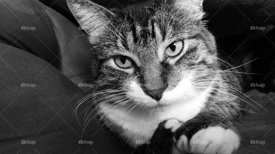 Feline looking at camera