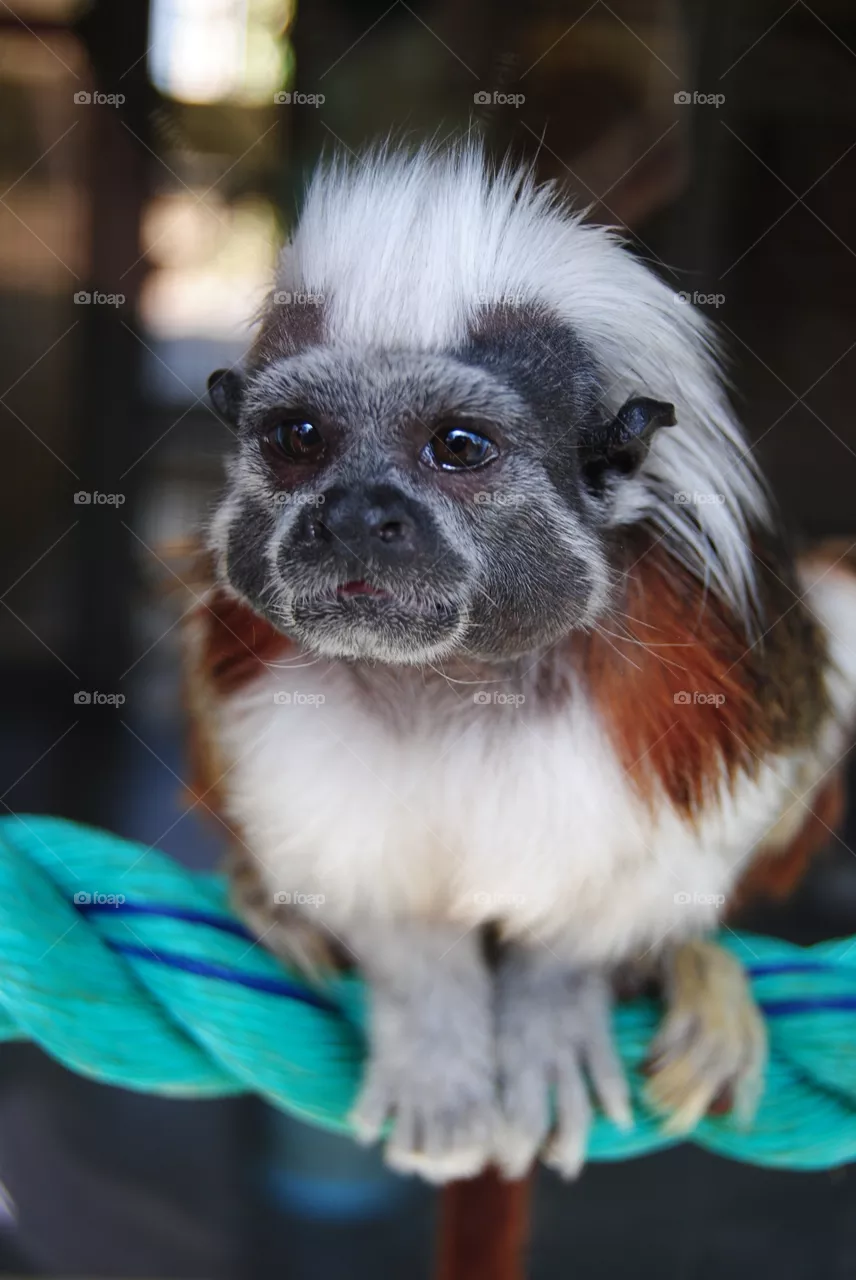 Monkey