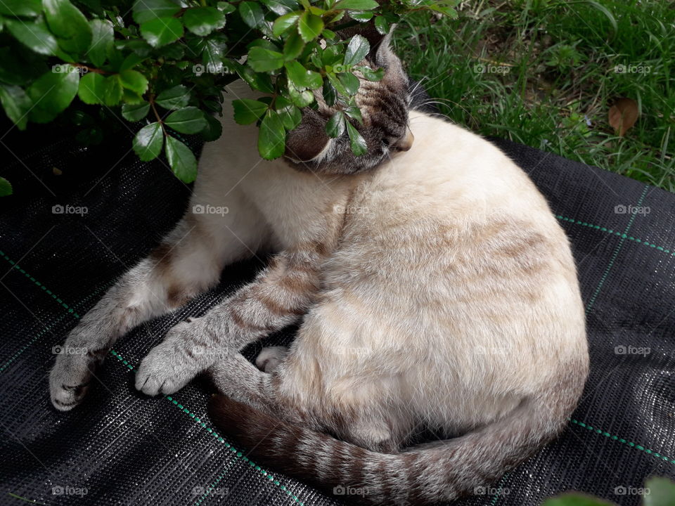 my cat in the garden