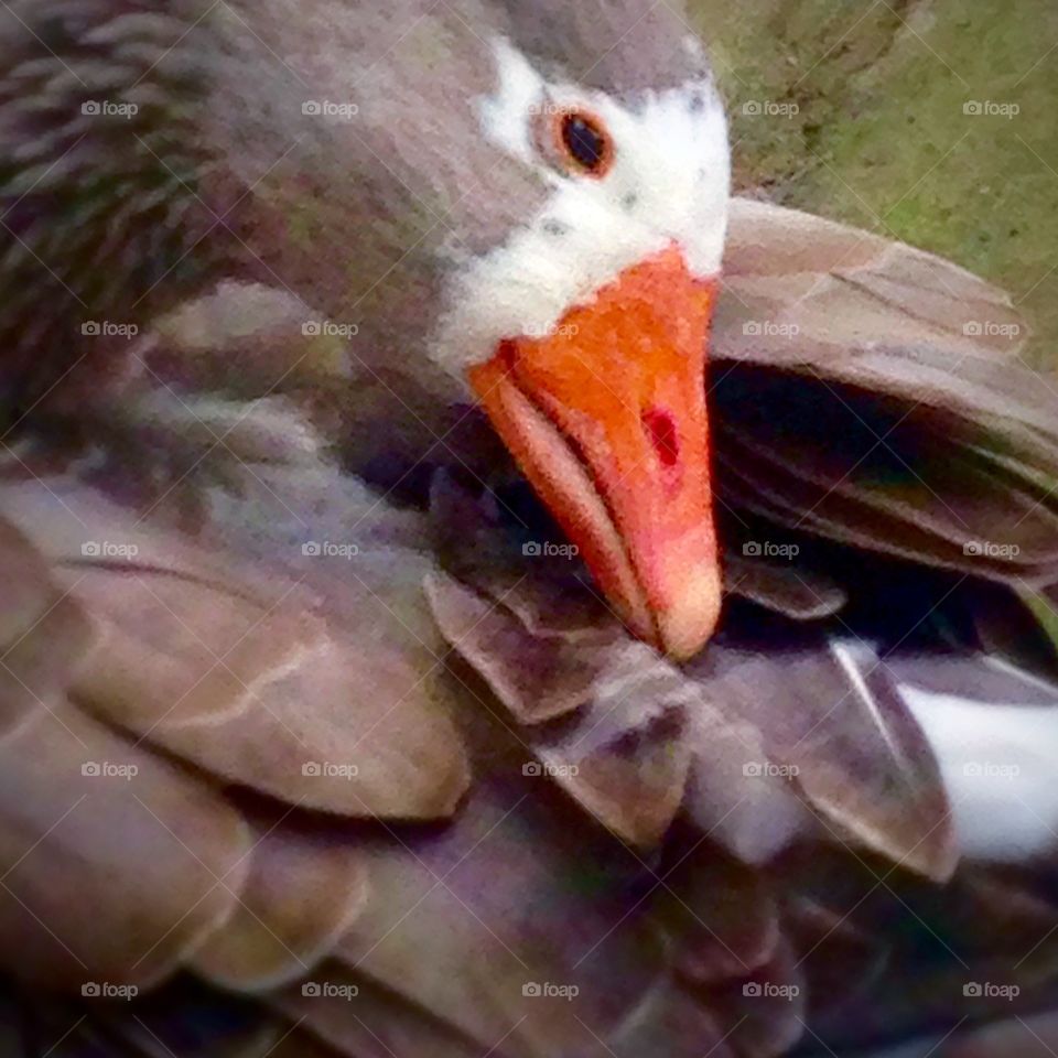 Cuddle goose. 
