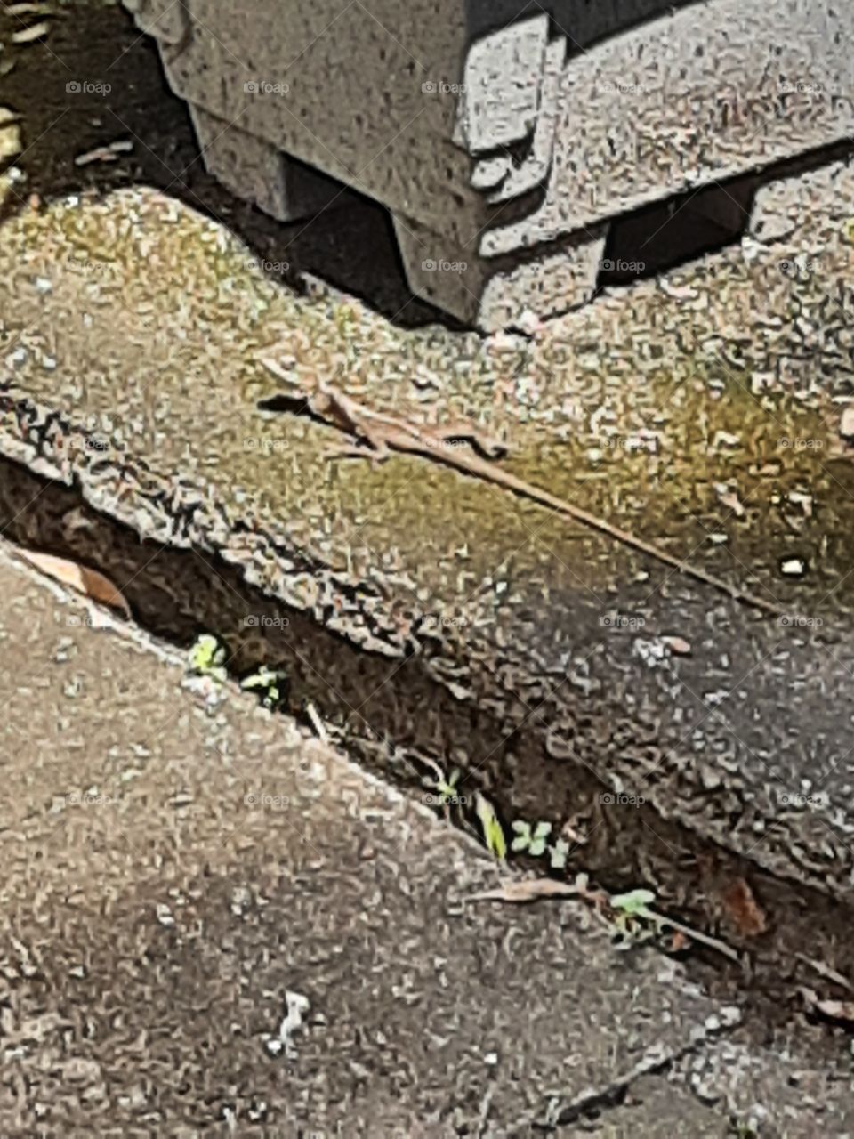 Animals change the color to surface color