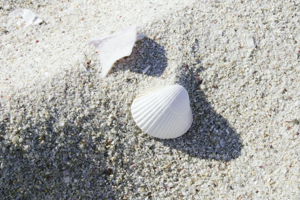 seashells