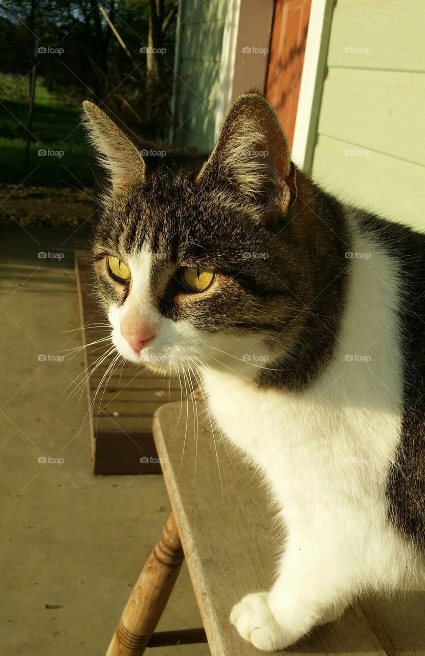 Fina on the front porch