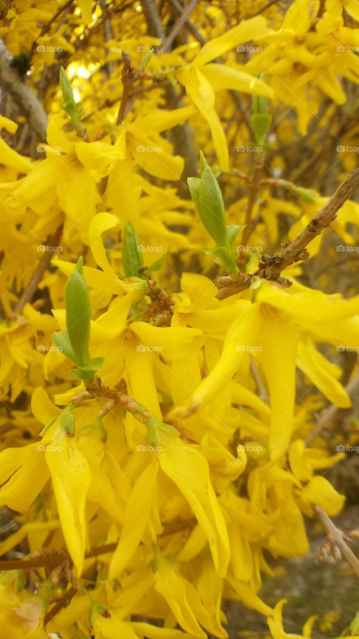 yellow profusion
