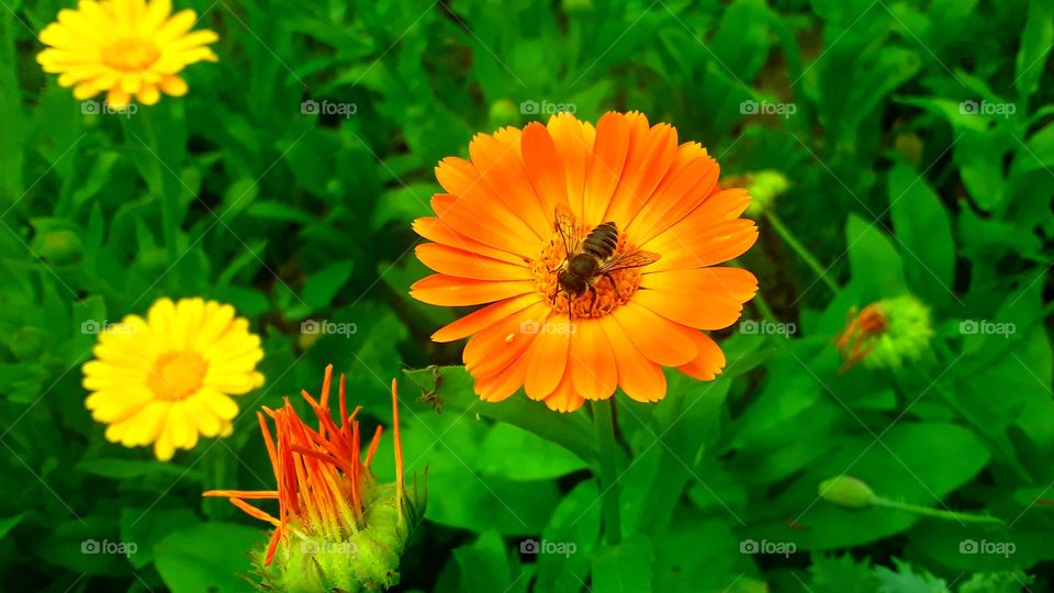 a bee on a flower