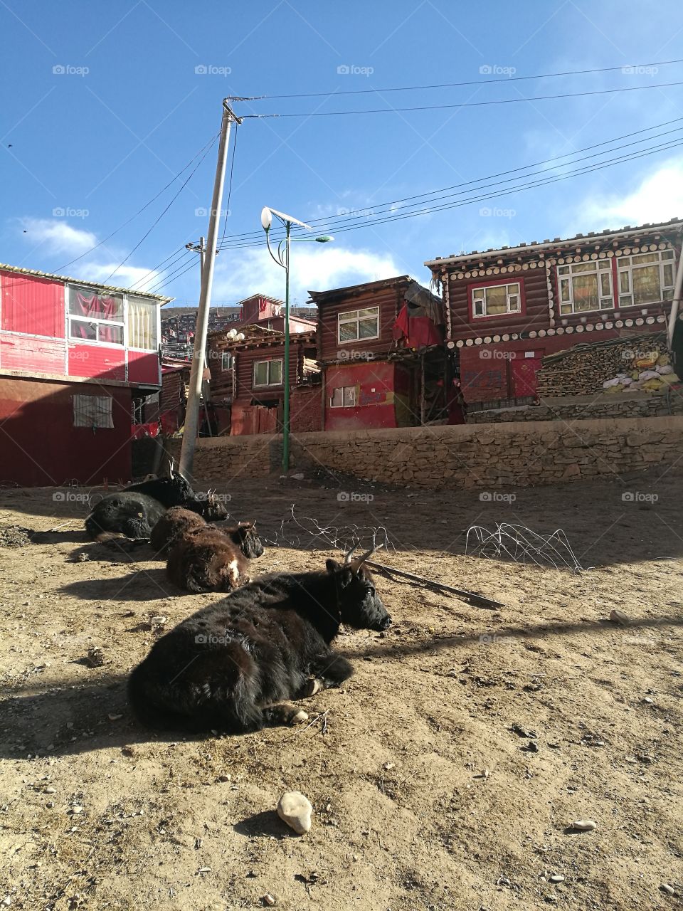 Yaks at Se Da Buddhist Monastery and School in Sichuan Province, China.
Se Da is currently the largest Tibetan Buddhist school in the world and not open to westerners