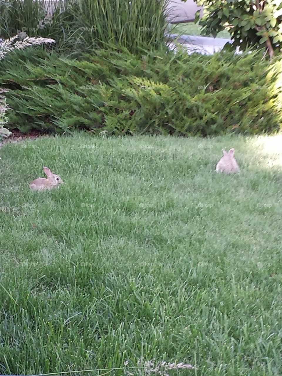 bunny's