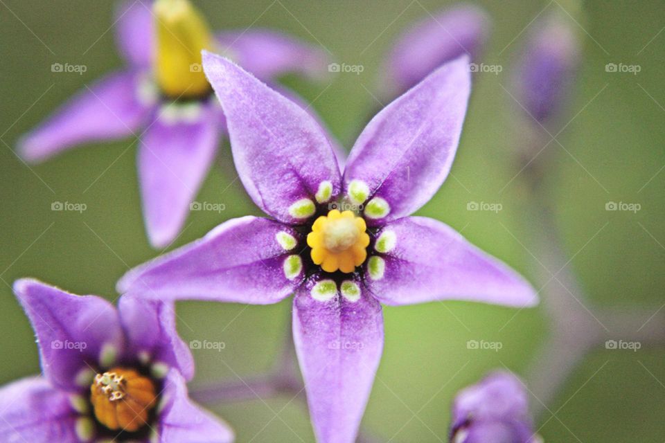 Fresh wild bright purple and green flowers