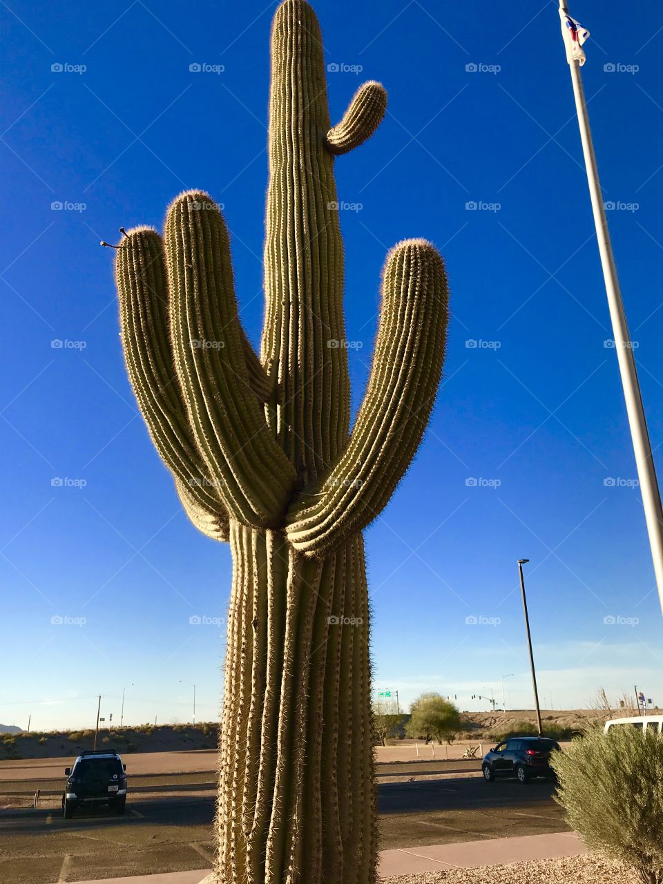 Cactus in Arizona 