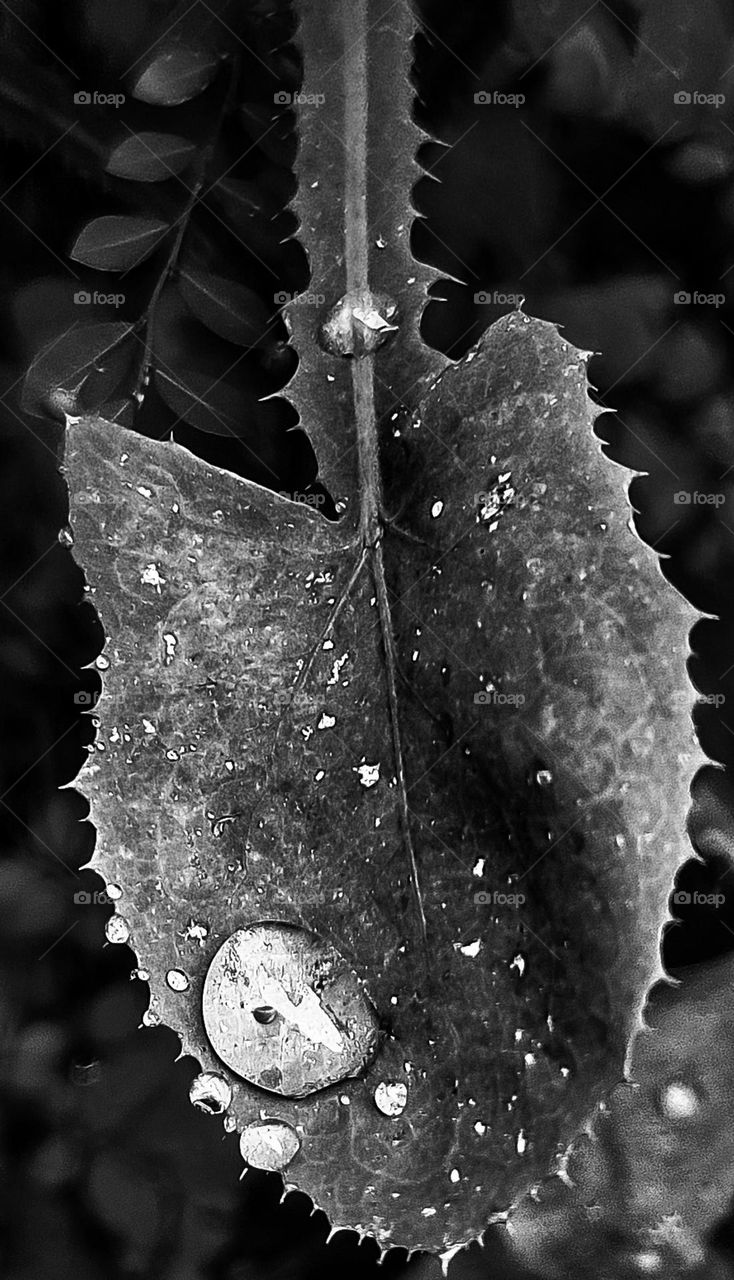 The flowers of my garden: 
Leaf of the Dandelion. 
After a refreshing rain, drops of water rest on the leaves, making everything more charming.