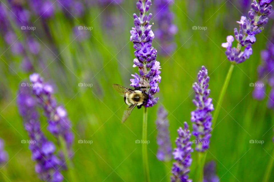 And the insects Bumblebee - Lavanda fields Long Island 