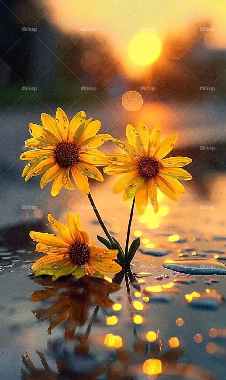 A very beautiful picture, and there is no better picture than it. There is no better picture of green herbs and colorful, red and white roses than it. Glory be to God, the natural and picturesque view, and there is no more