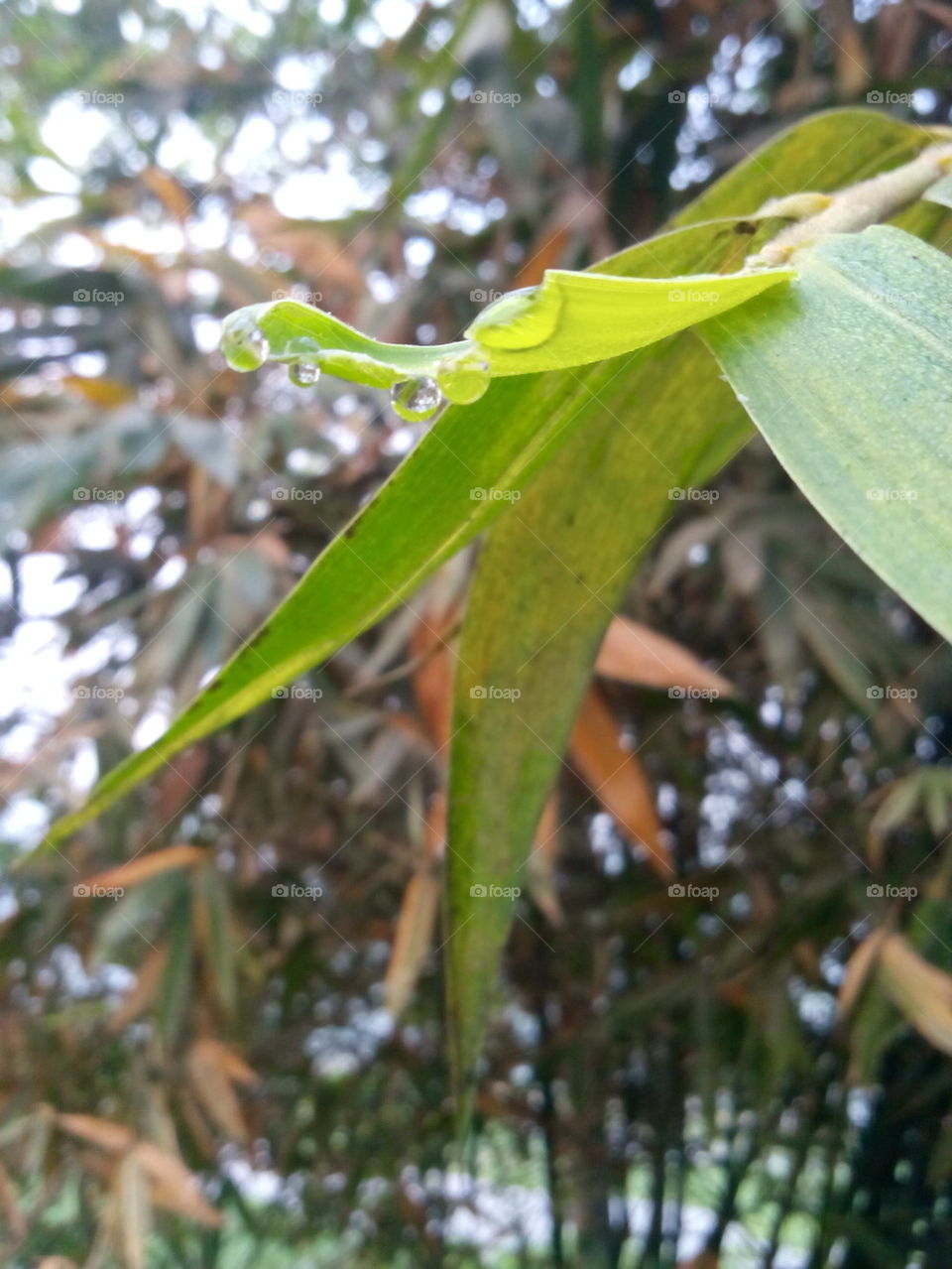 green leaf